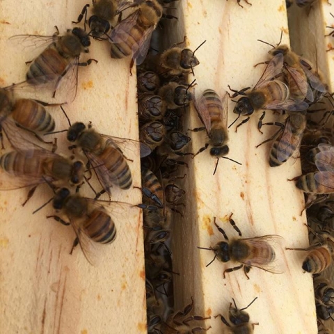 bees on hive frames