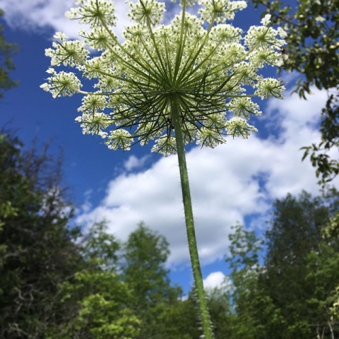 queen anne's lace set in the sky