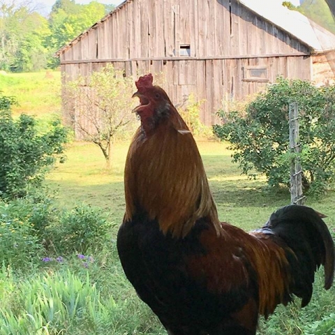 rooster with barn backdrop