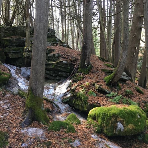 cedars and moss on rocks
