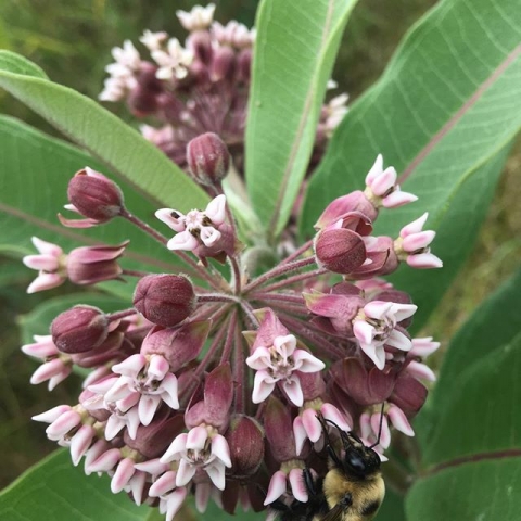 milkweed flower with bee